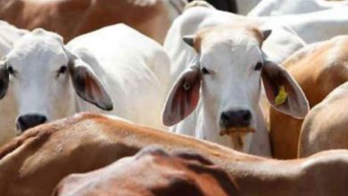 Photo of डेढुआ गाँव की खबर: बेसहारा गायों को पहुँचाया गौशाला