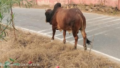 Photo of मरकहवा सांड के आतंक से सहमा ‘ईशनपुर’गांव